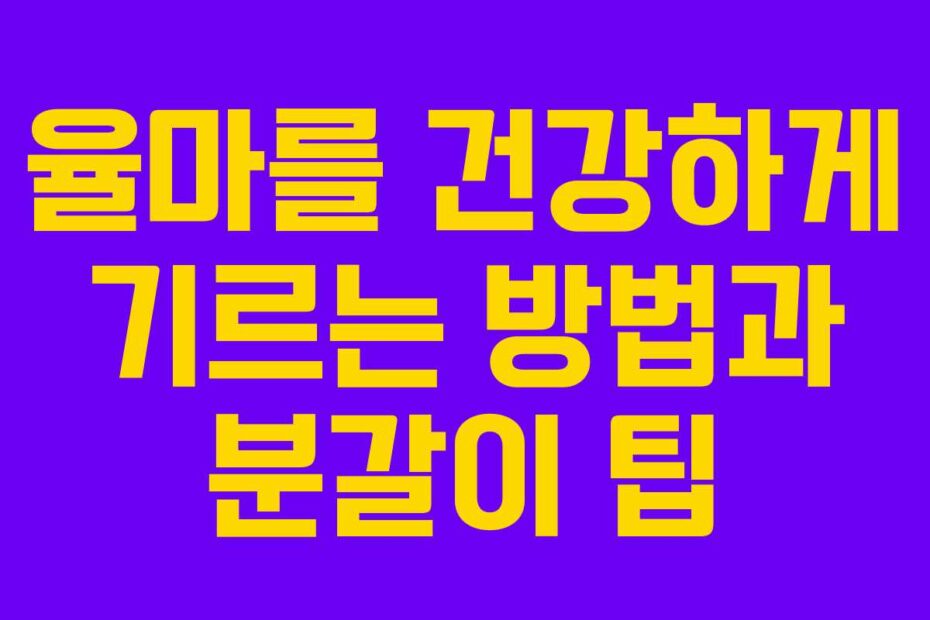 율마를-건강하게-기르는-방법과-분갈이-팁