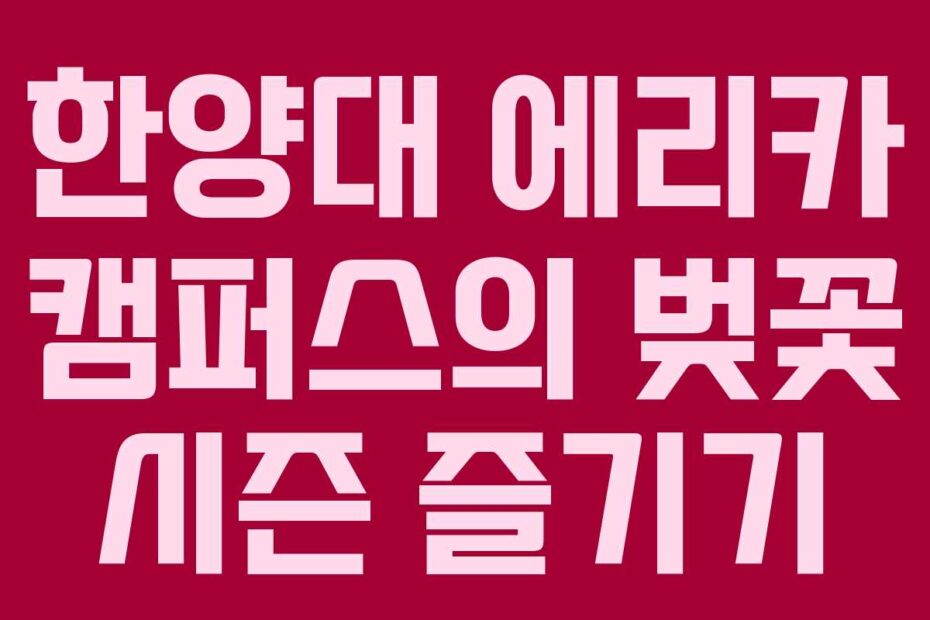 한양대-에리카-캠퍼스의-벚꽃-시즌-즐기기