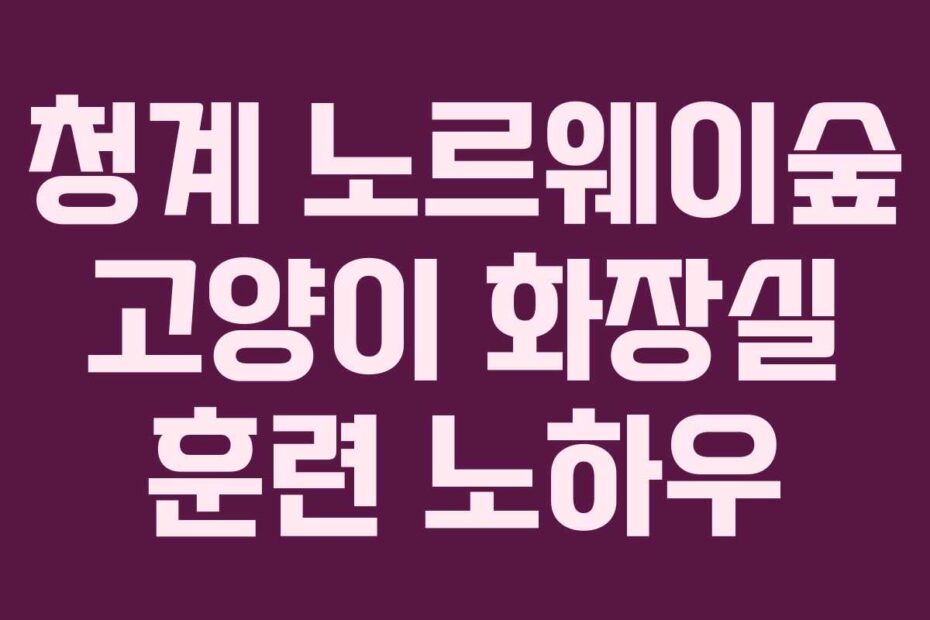 청계-노르웨이숲-고양이-화장실-훈련-노하우